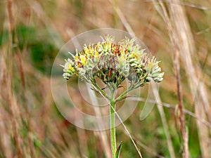 Carolina redroot (Lachnanthes carolia)