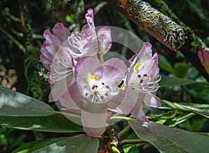 Carolina Rhododendron in dappled sunlight