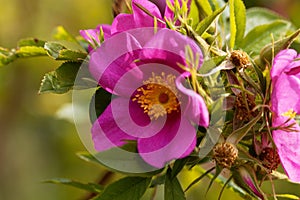 Carolina rose, Rosa carolina photo