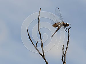 Carolina Saddlebag Dragonfly on Top of a Twig