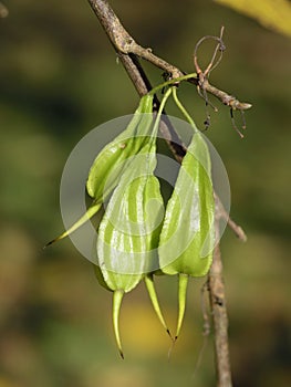 Carolina Silverbell Seed pods