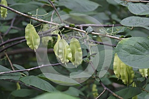 Carolina silverbell tree with fruits