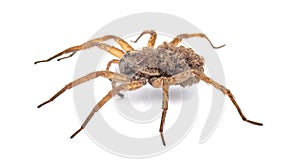 Carolina wolf spider - Hogna carolinensis - with babies on her back or abdomen, side view extreme detail throughout, isolated