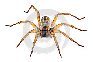 Carolina wolf spider - Hogna carolinensis - facing camera, extreme detail throughout, isolated cutout on white