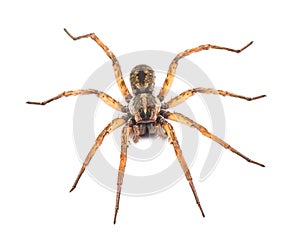 Carolina wolf spider - Hogna carolinensis - facing camera, extreme detail throughout, isolated cutout on white background, dorsal