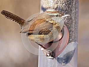 Carolina wren