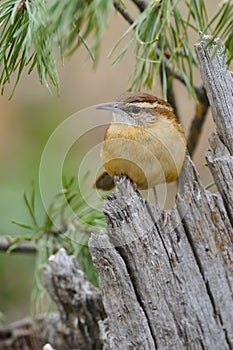 Carolina Wren 1a