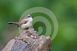 Carolina Wren