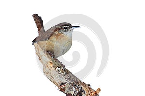 Carolina Wren On A Branch Isolated