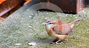 Carolina Wren-bread crumb