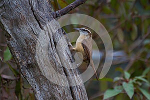 Carolina Wren