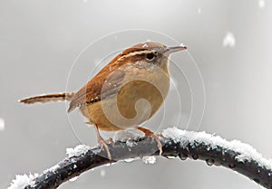 Carolina Wren with Falling Snow