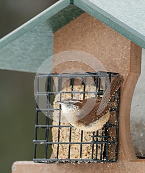 Carolina Wren on feeder