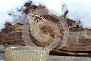 Carolina Wren On A Feeder