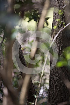 Carolina Wren Gathering Nesting Materials