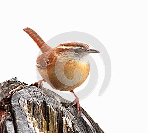 Carolina Wren isolated photo