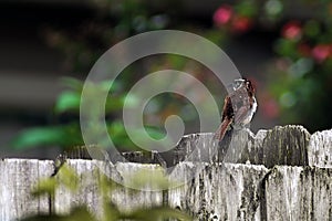 Carolina Wren Looking Back