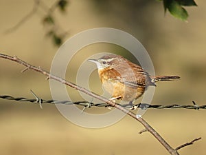 Carolina Wren