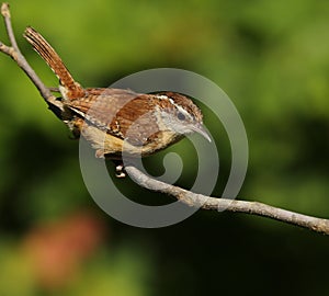 Carolina Wren