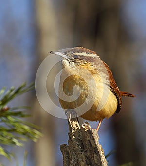 Carolina Wren