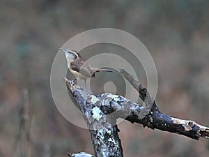 Carolina Wren perched on a tree branch