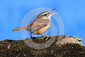 Carolina Wren Singing