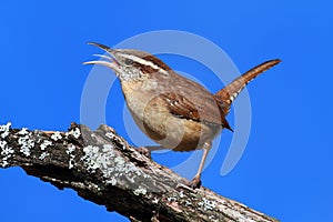 Carolina Wren Singing photo