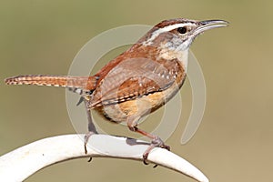 Carolina Wren Singing On An Antler photo