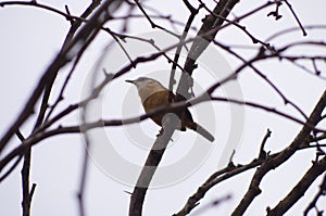 Carolina wren