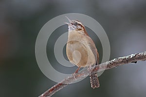 Carolina Wren singing in the morning photo