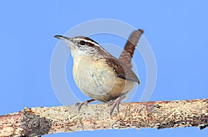 Carolina Wren Singing