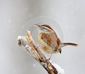 Carolina Wren in snow