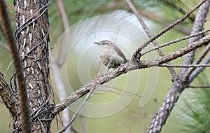 Carolina Wren songbird perched in pine tree, Monroe, Walton County GA