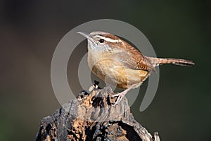 Carolina Wren on Stump photo