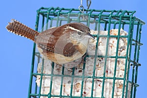 Carolina Wren On A Suet Feeder