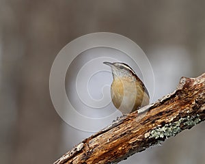 Carolina wren (Thryothorus ludovicianus)