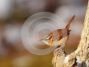 Carolina wren (Thryothorus ludovicianus)