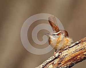 Carolina wren (Thryothorus ludovicianus)