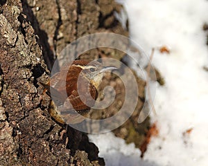 Carolina wren Thryothorus ludovicianus