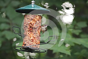 Carolina Wren Thryothorus ludovicianus 8