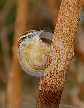 Carolina Wren Thryothorus Ludovicianus