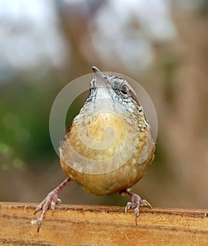 Carolina Wren Thryothorus Ludovicianus