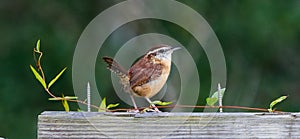 Carolina Wren - Thryothorus ludovicianus - with its tail sticking up while perched on Worn weathered wooden fence board