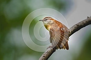 Carolina Wren (Thryothorus ludovicianus) portrait