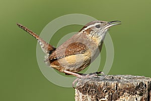 Carolina Wren (Thryothorus ludovicianus)