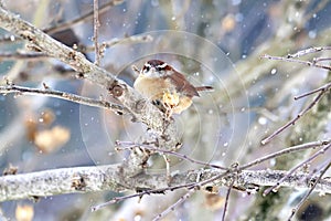 Carolina wren Thryothorus ludovicianus in winter