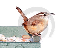 Carolina Wren in Winter