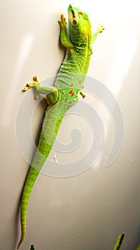 Caroline anole lizard green colorful climbing up wall