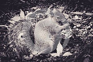 Caroline`s Grey Squirrel Nibbling at an Acorn in an Undergrowth