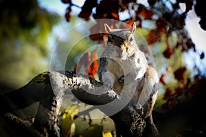 Caroline`s Grey Squirrel on the Watch on a Branch